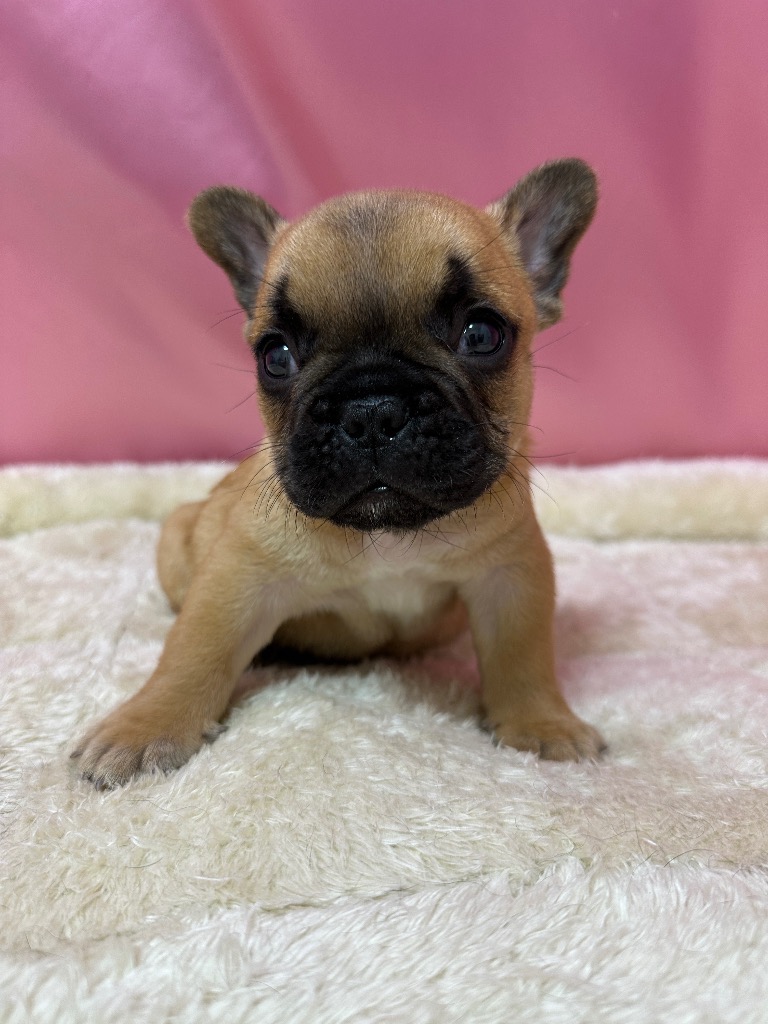 フォーン　男の子