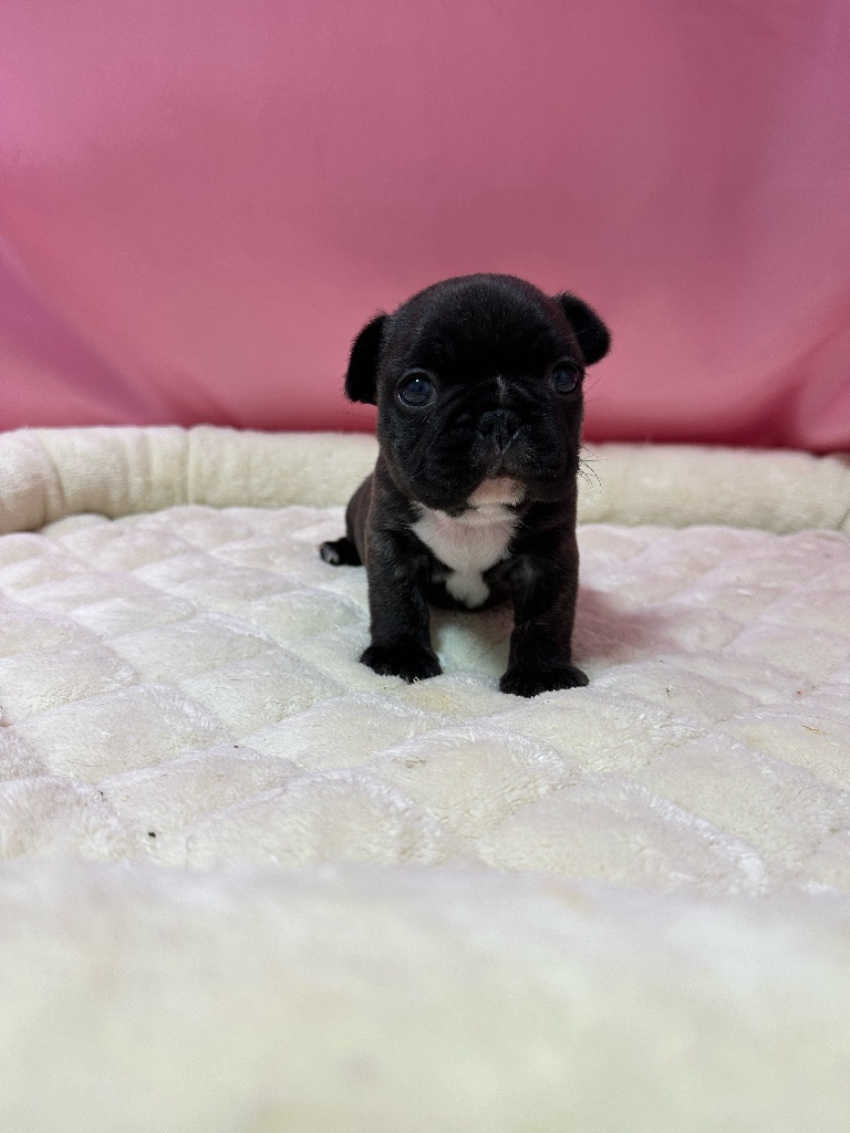 ブリンドル　女の子