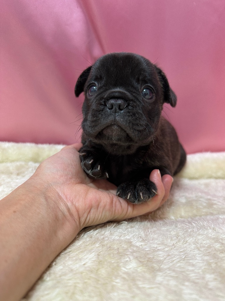 ブリンドル     男の子