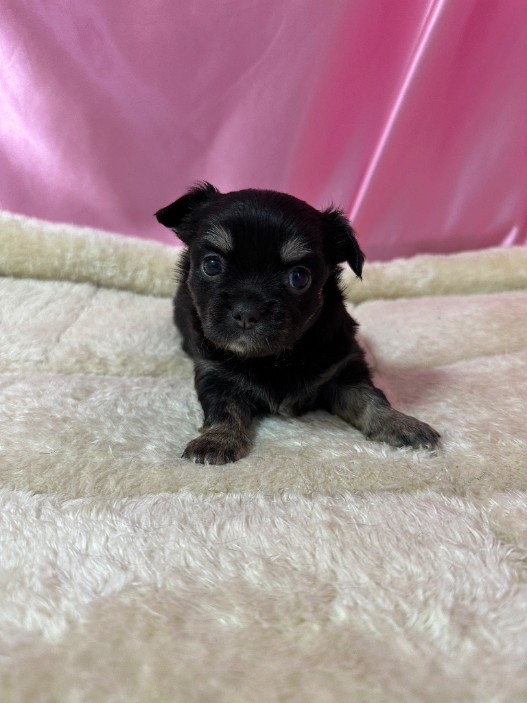 ブラックタン　女の子