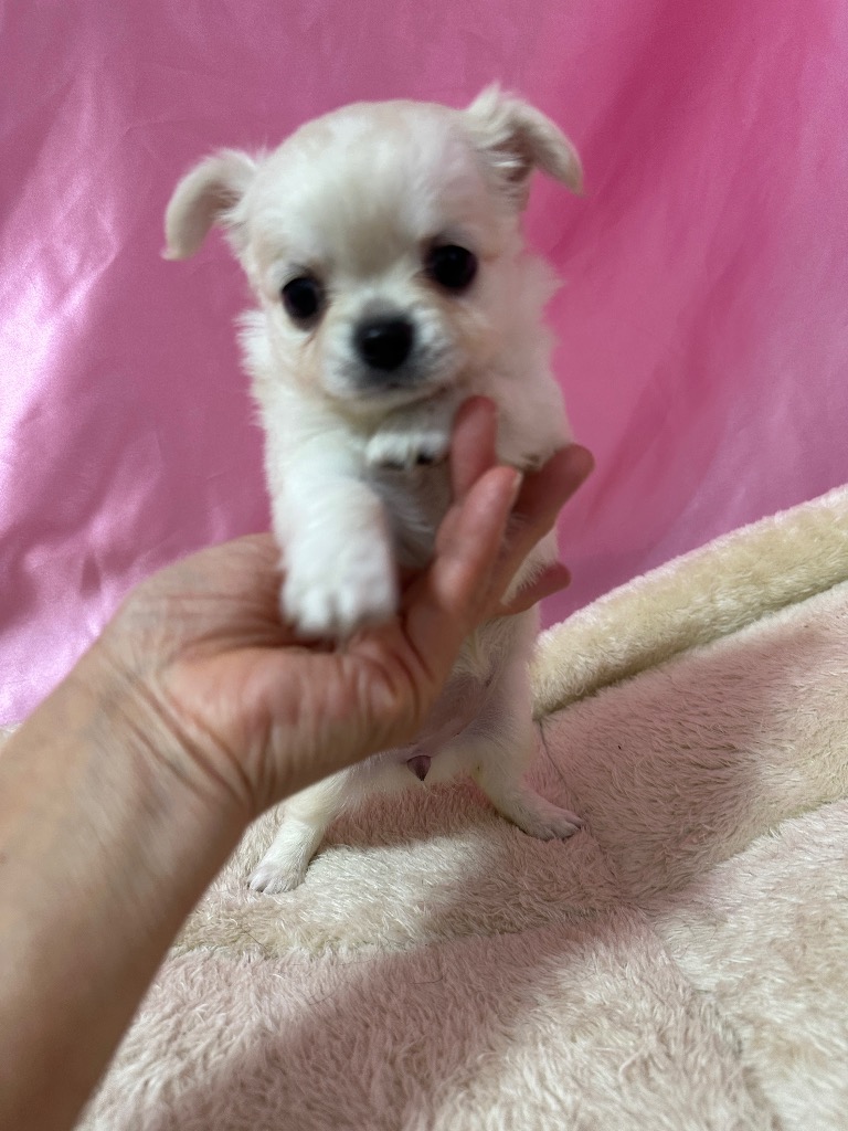 クリーム&ホワイト　男の子