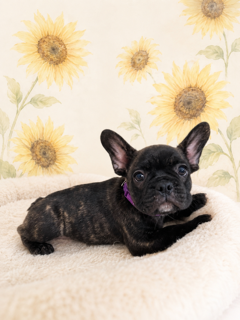 ブリンドル　男の子