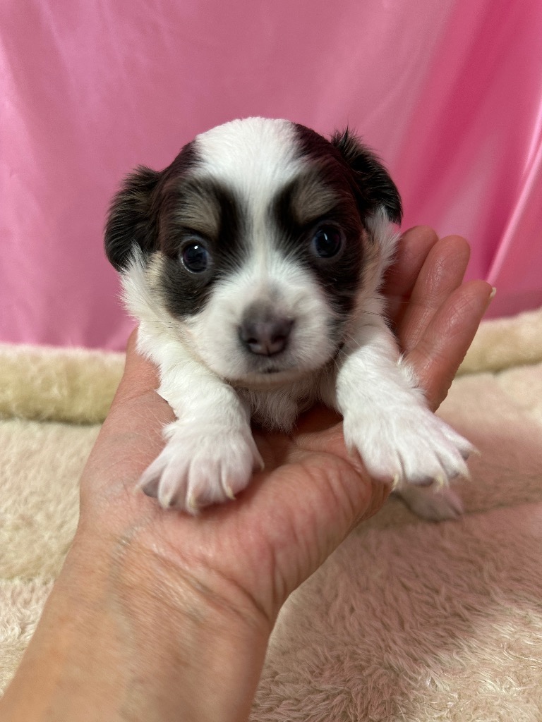 ブルータンホワイト　男の子